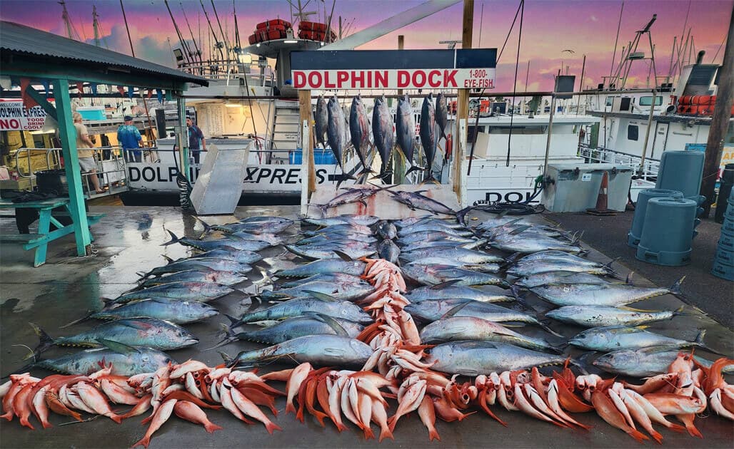 The catch from an offshore trip laid out on the dock at sunrise beneath the Dolphin Dock sign